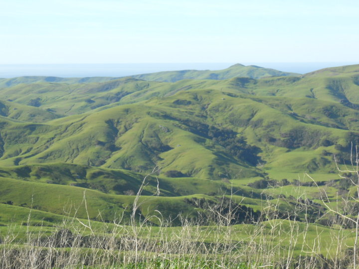More of those rumpled hills so distinctive to central California. I could stare at these forever and never lose my fascination with their shape and smoothness.