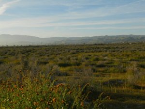 This is the exact spot where the bus stopped for the first birding venture outside the town of Maricopa (fictionalized as "Bonanza") . This is where the birders had to stick near the shoulder of the county road and use their scopes due to the land being owned by Big Oil.